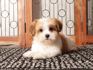 Havanese dogs Jim ACA Male Havanese - Ad 26