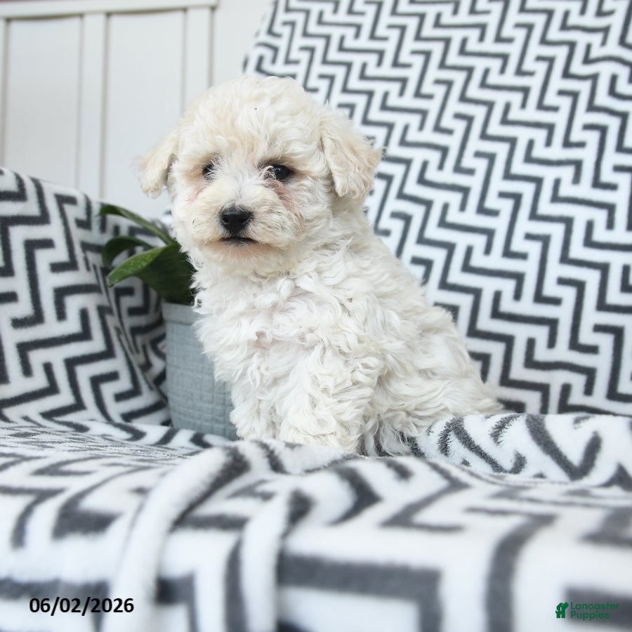Bichpoo dogs Creampuff - Ad 1