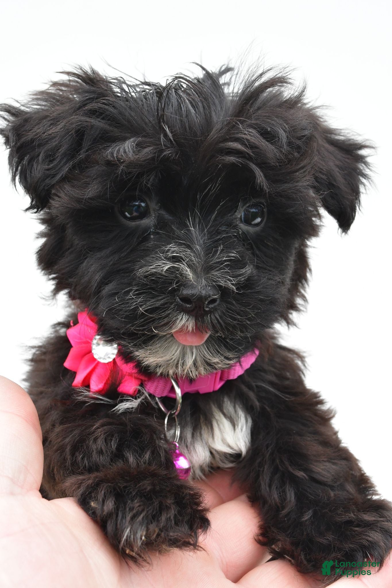 Morkie dogs Willow - Ad 1