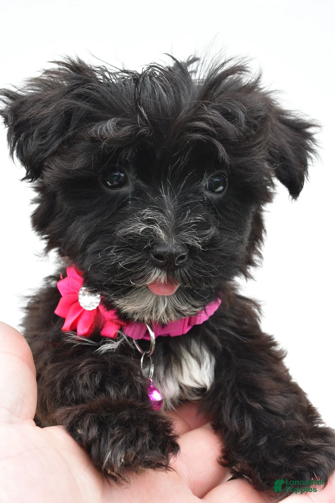 Morkie dogs for sale: Willow - Ad 1