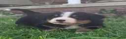 Bernese Mountain Dog dogs for sale: Blaze  - Ad 7