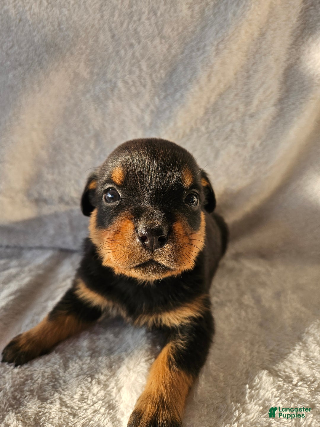 Rottweiler dogs for sale: Jelly - Ad 2