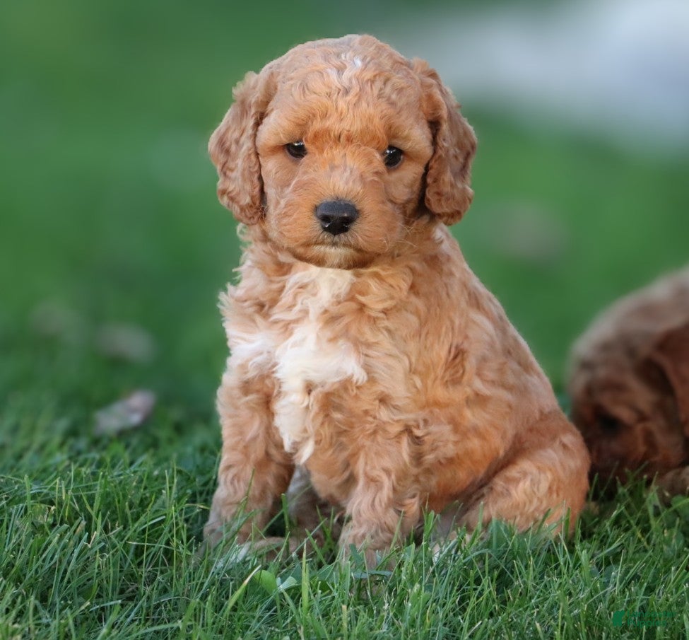 Miniature Labradoodle dogs Buddy  - Ad 2