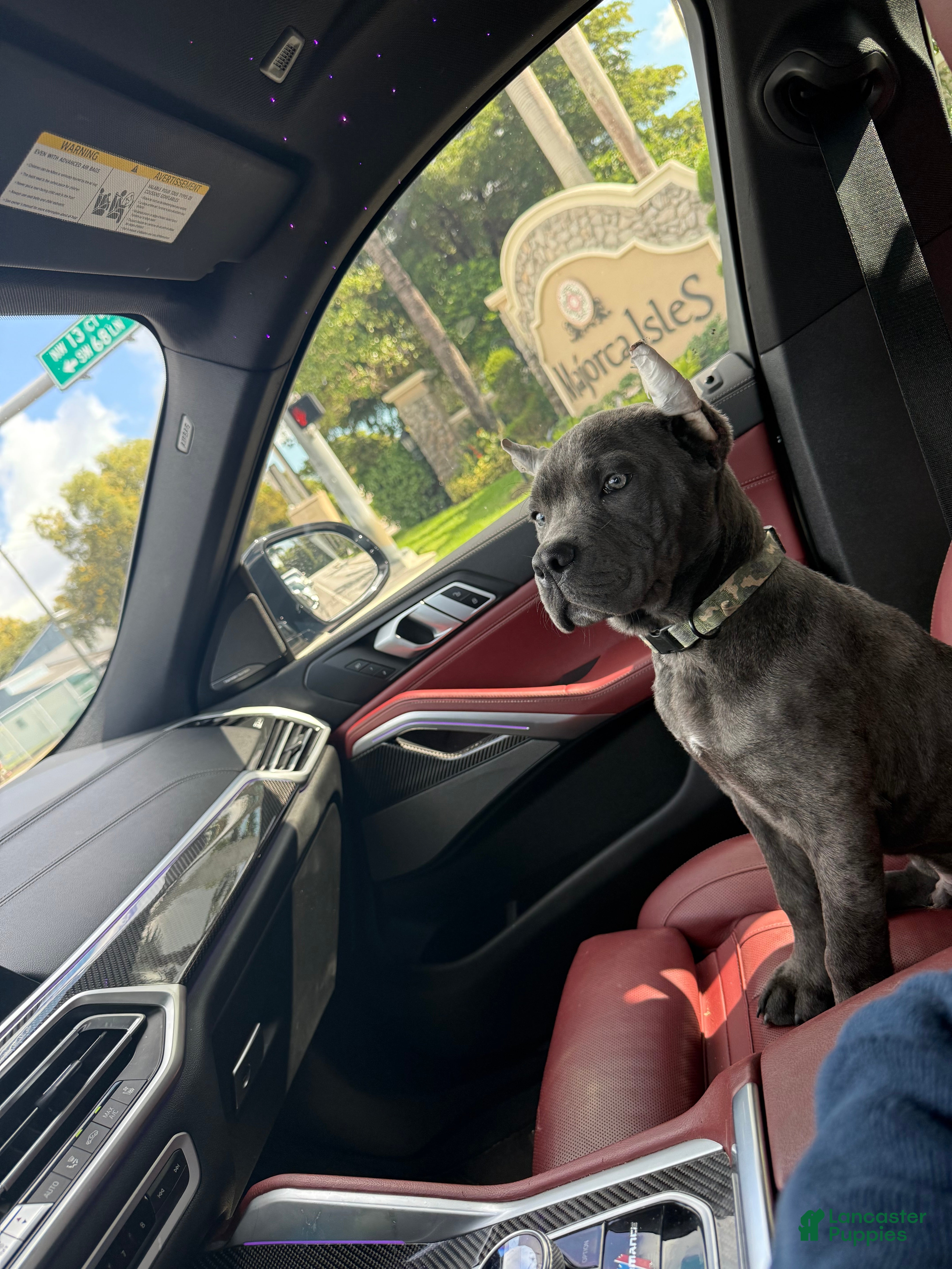 Cane Corso dogs Cane Corso Puppy 1 - Ad 8