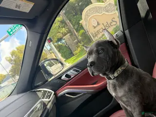 Cane Corso dogs Cane Corso Puppy 1 - Ad 8