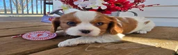 Cavalier King Charles Spaniel dogs for sale: Dakota - Ad 4