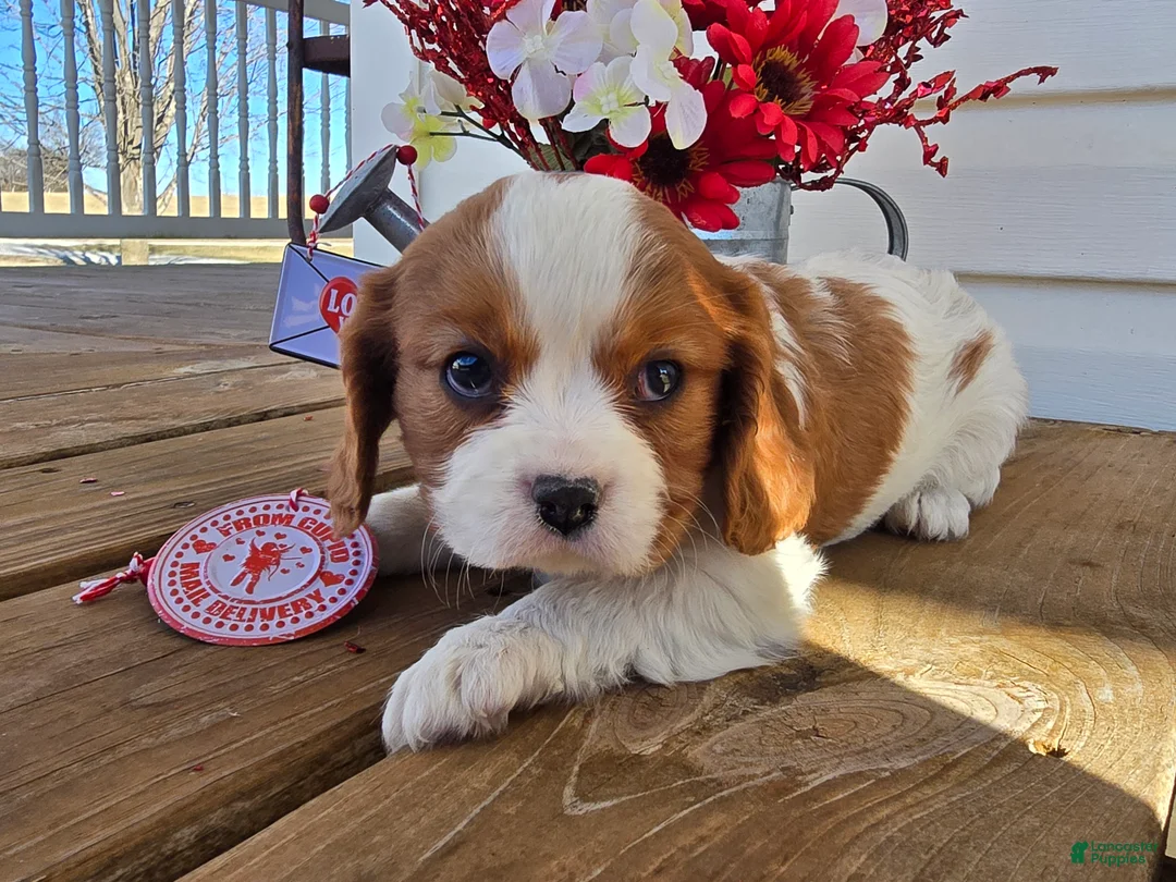 Cavalier King Charles Spaniel dogs for sale: Dakota - Ad 4