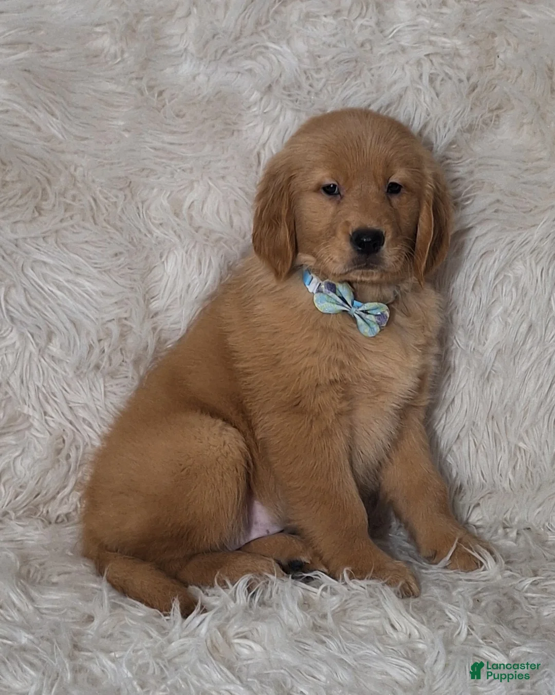 Golden Retriever dogs for sale: Juno - Ad 2