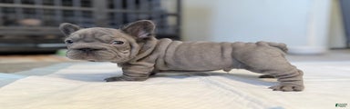French Bulldog Puppy 2