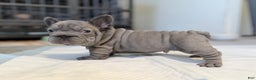 French Bulldog dogs for sale: French Bulldog Puppy 2 - Ad 1