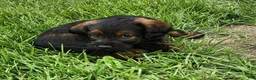 Labradoodle dogs for sale: Miss Pink - Ad 1