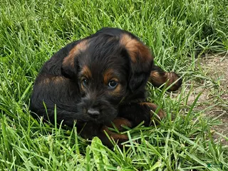 Labradoodle dogs for sale: Miss Pink - Ad 3