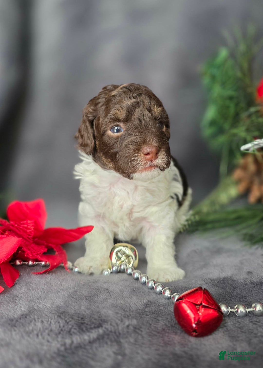 Havapoo dogs for sale: Kaya  - Ad 4