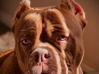 American Bully dogs Bubbee - Ad 4