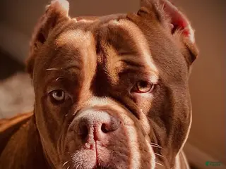 American Bully dogs Bubbee - Ad 7