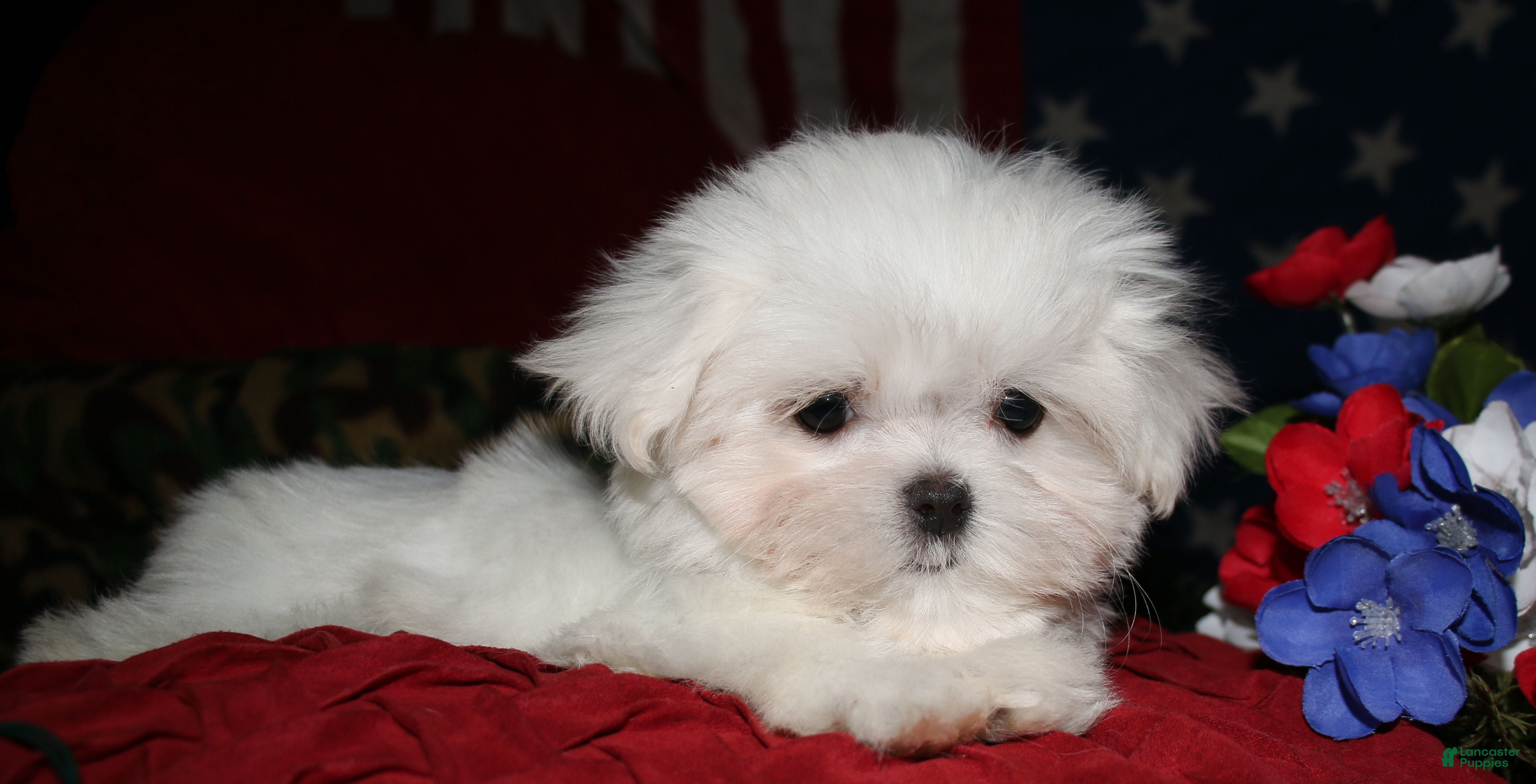 Maltese dogs Maci - Ad 1