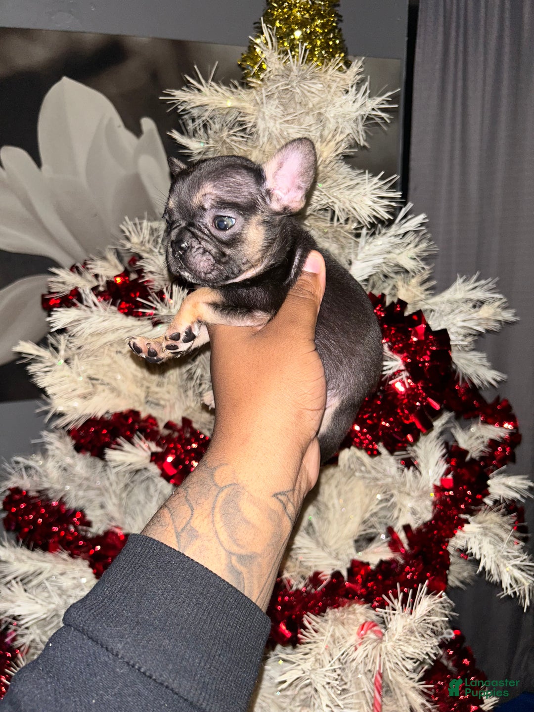 French Bulldog dogs for sale: Luna - Ad 1