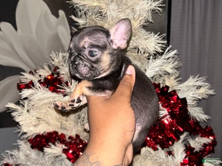 French Bulldog dogs Luna - Ad 40