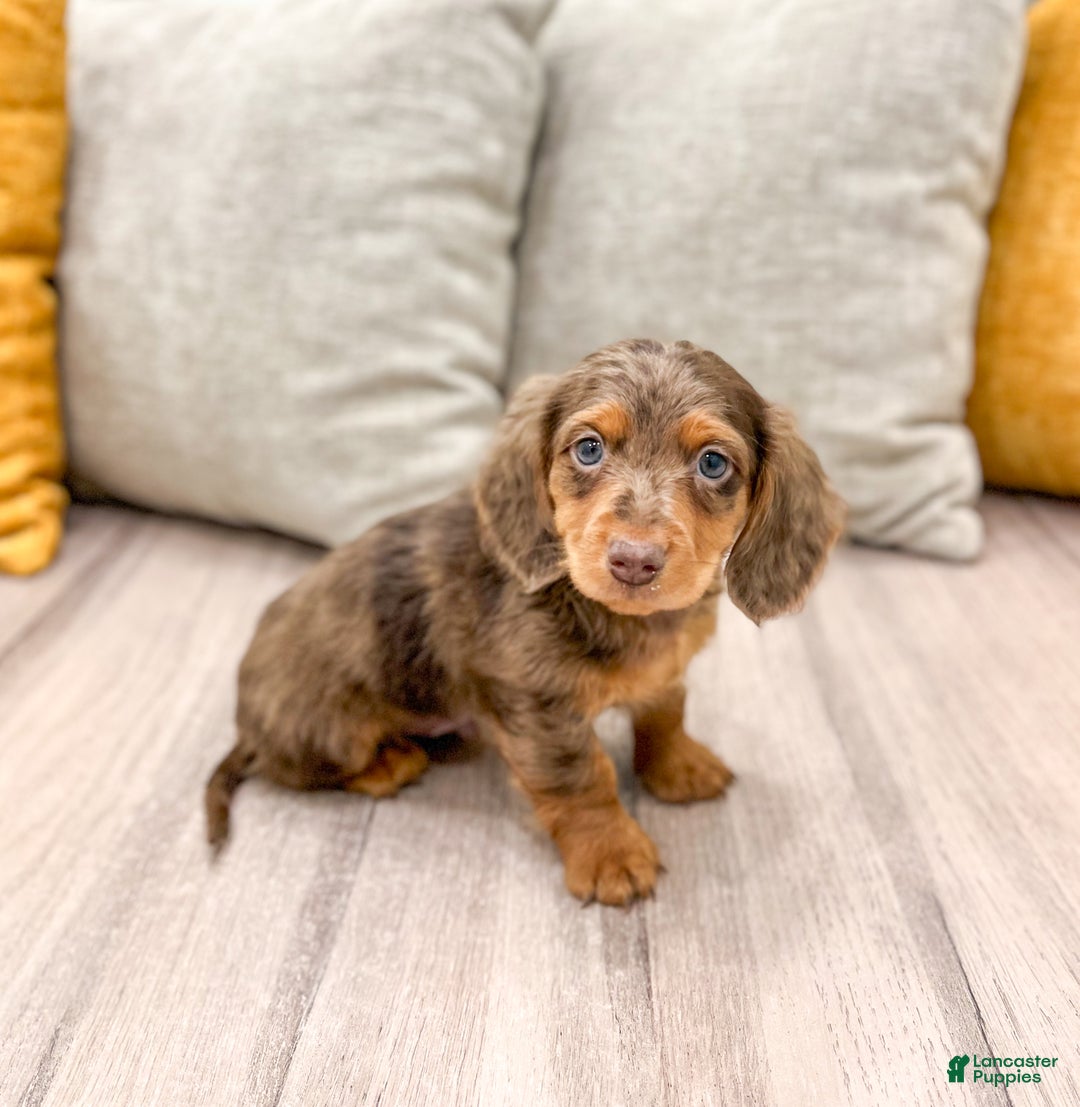 Miniature Dachshund dogs for sale: Mason - Ad 3