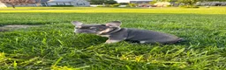 French Bulldog dogs for sale: Tales - Ad 2