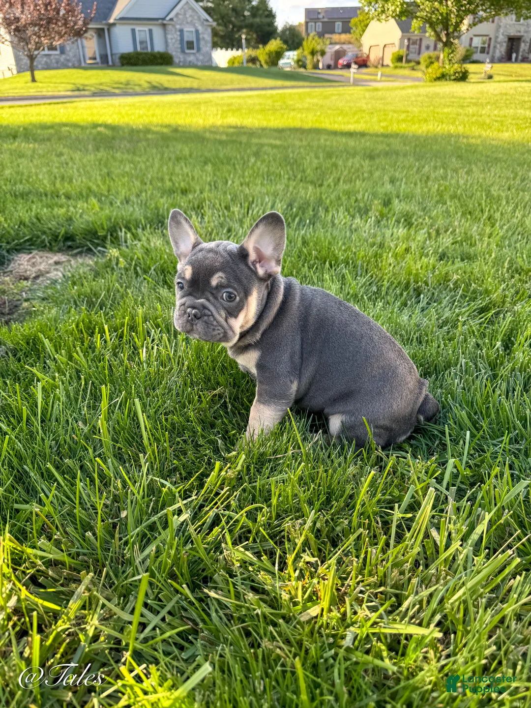 French Bulldog dogs for sale: Tales - Ad 2