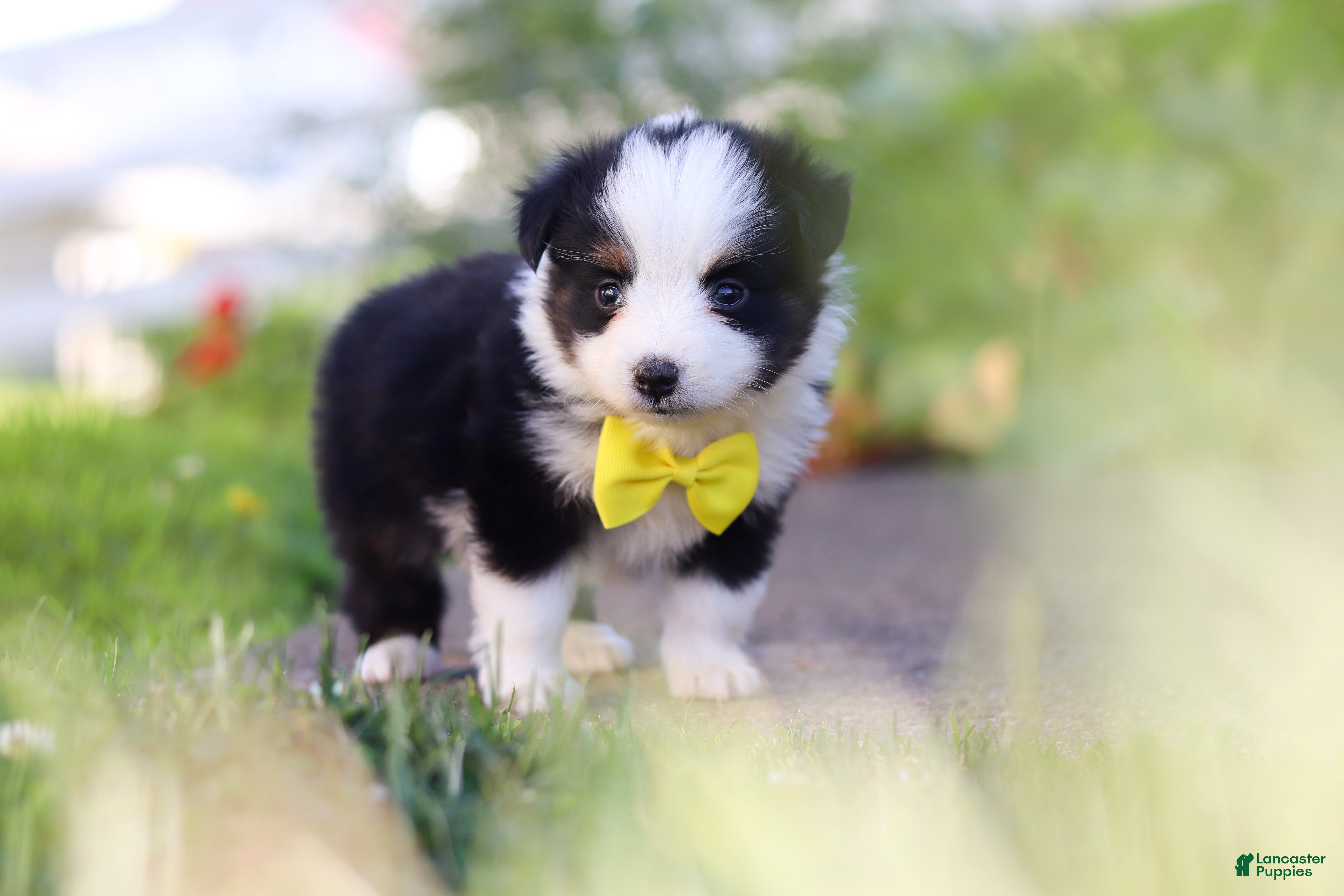 Toy Australian Shepherd dogs Dylan - Ad 2