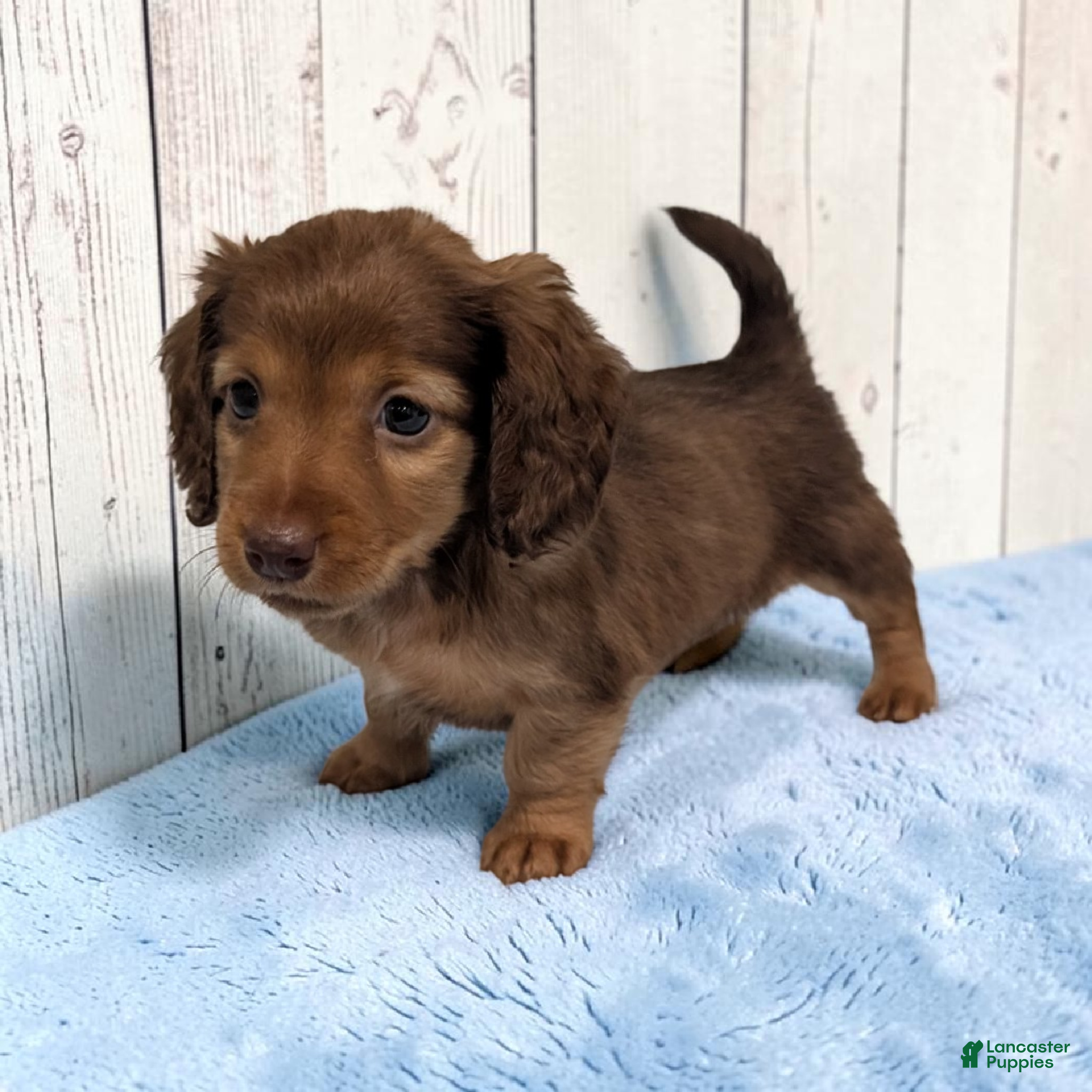 Miniature Dachshund dogs Brownie - Ad 1