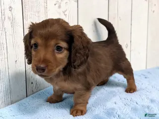 Miniature Dachshund dogs for sale: Brownie - Ad 4