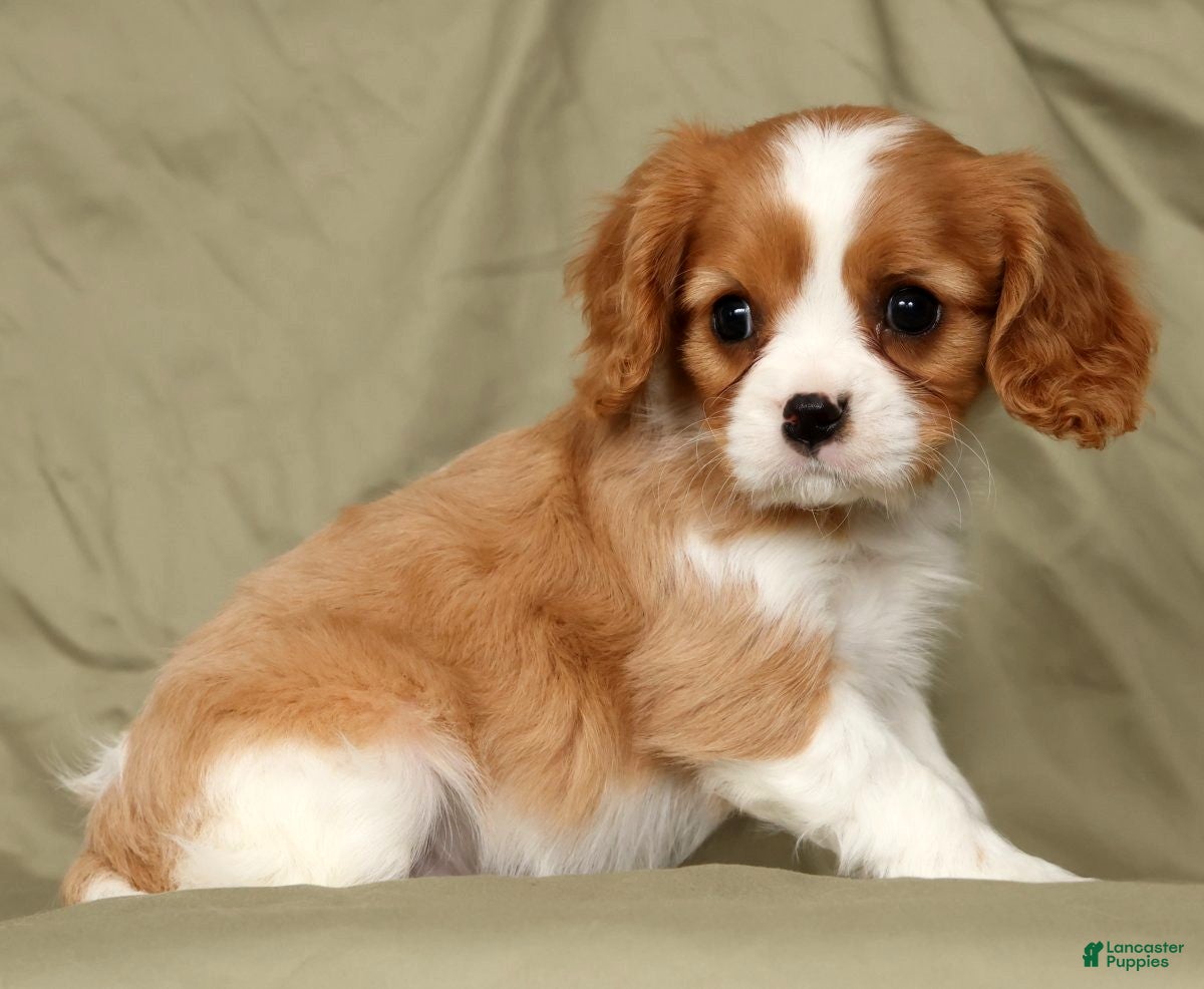 Cavalier King Charles Spaniel dogs Malachi - Ad 2