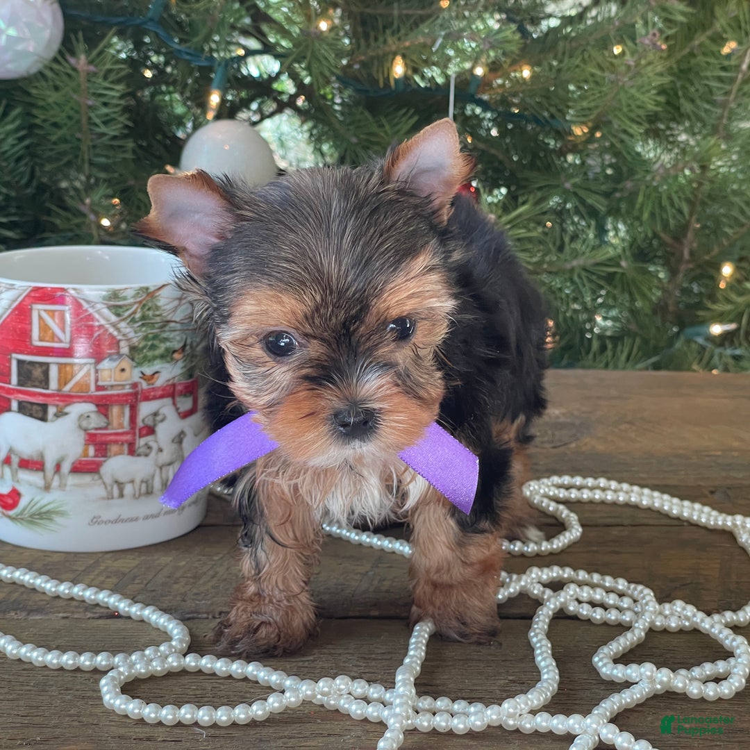 Mixed Breed dogs for sale: Lolita - Ad 7