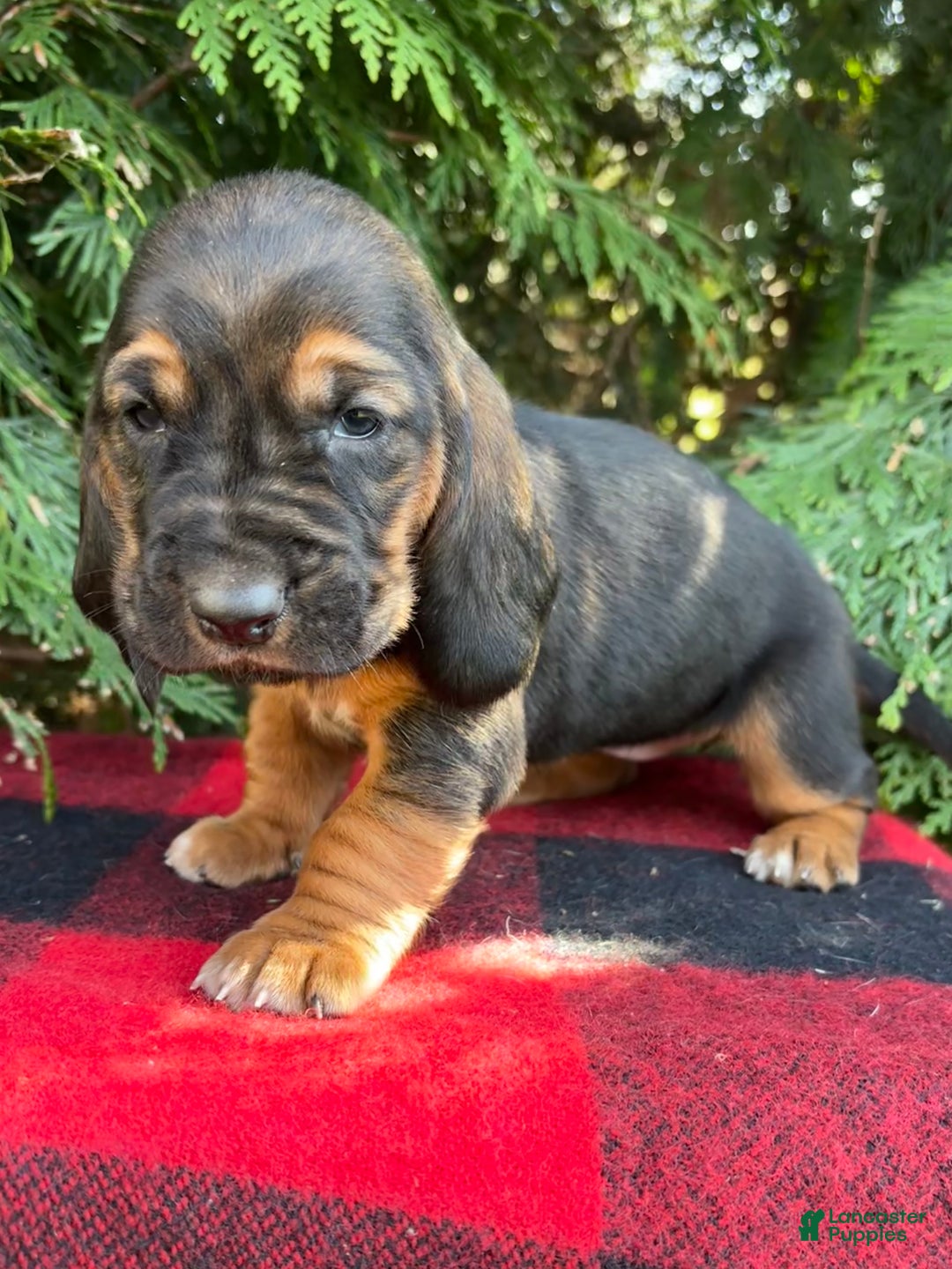 Basset Hound dogs for sale: Jovie - Ad 5