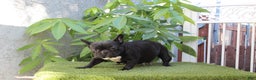 French Bulldog dogs for sale: French Bulldog Puppy 1 - Ad 5