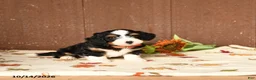 Mini Bernedoodle dogs for sale: Ken  - Ad 5