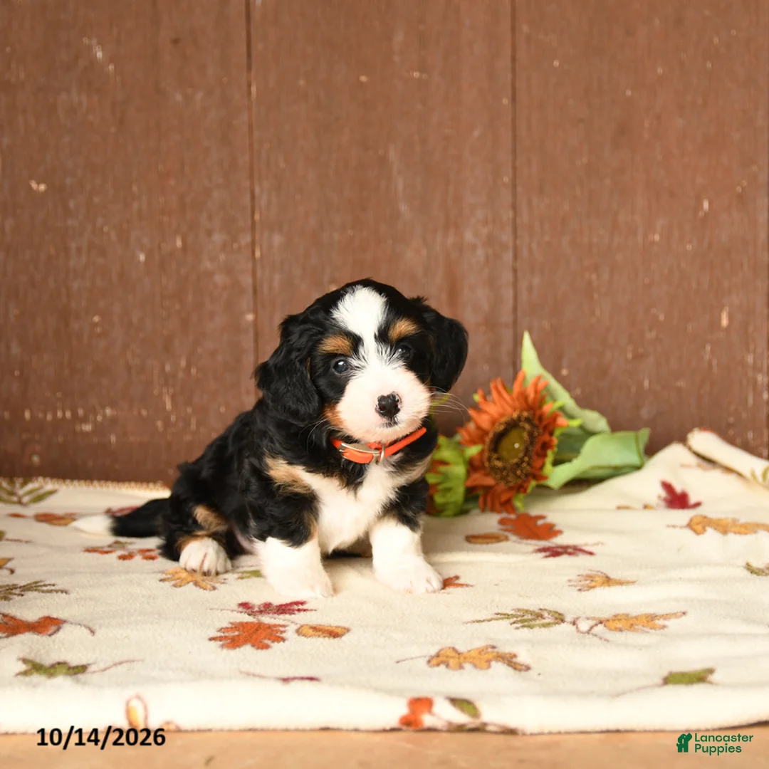 Mini Bernedoodle dogs for sale: Ken  - Ad 5