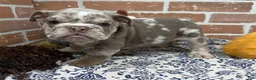 English Bulldog dogs for sale: Eric - Ad 1
