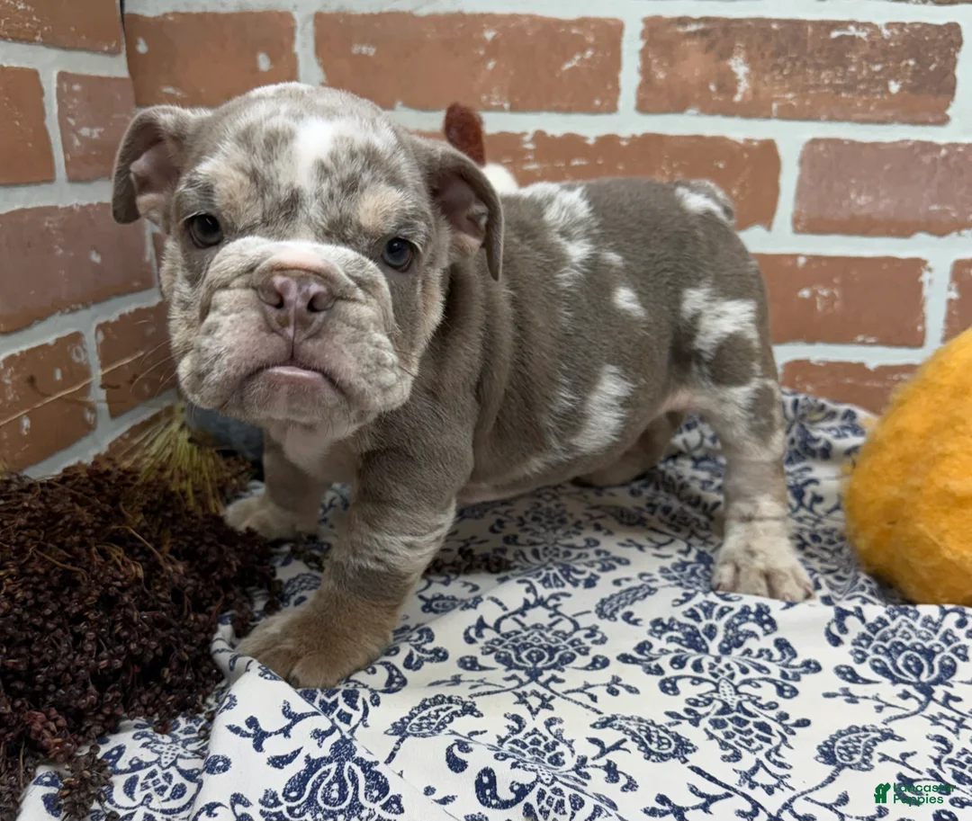 English Bulldog dogs for sale: Eric - Ad 1