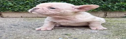 French Bulldog dogs for sale: Tiny - Ad 7