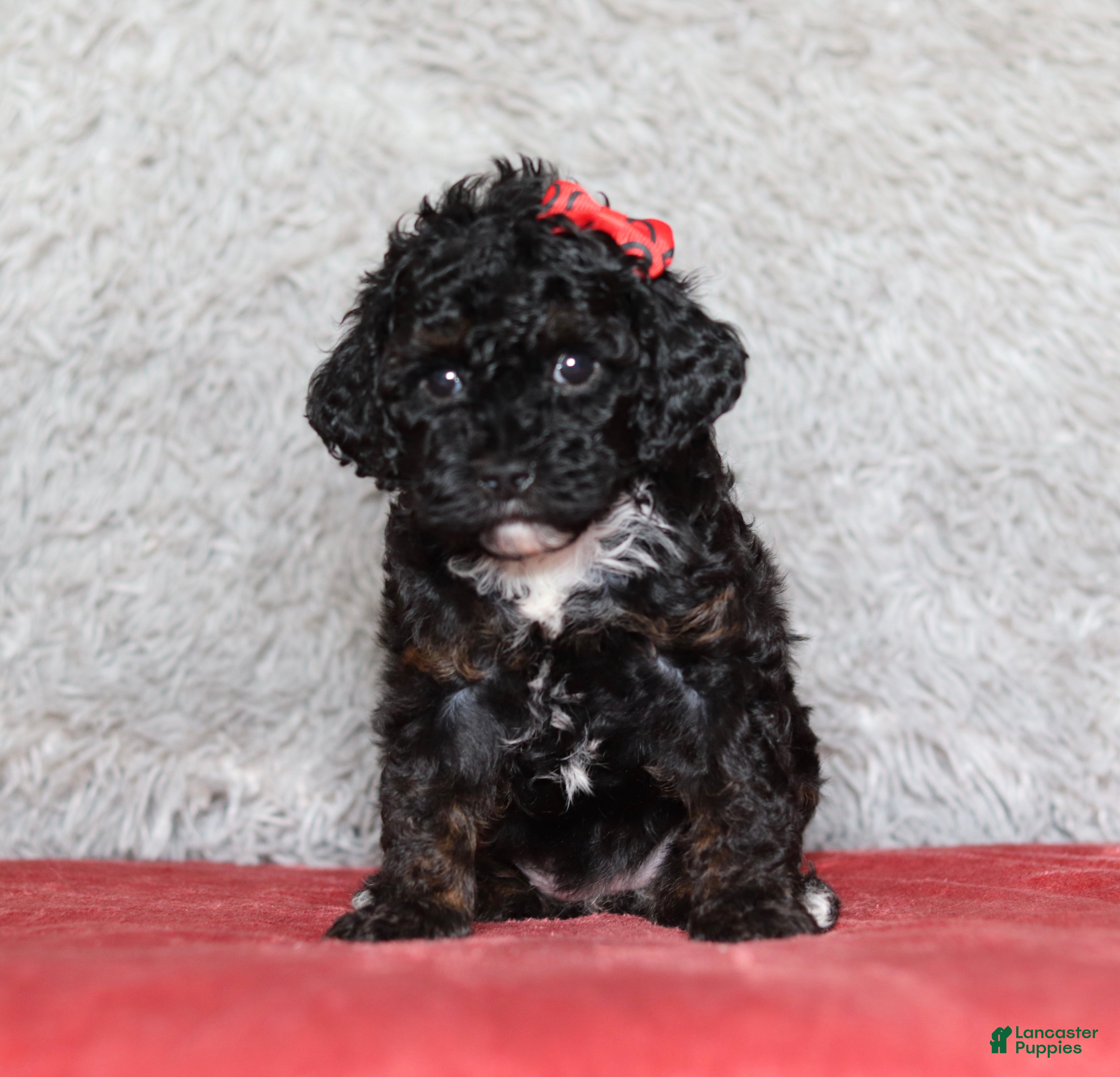 Mixed Breed dogs Ember - Ad 1