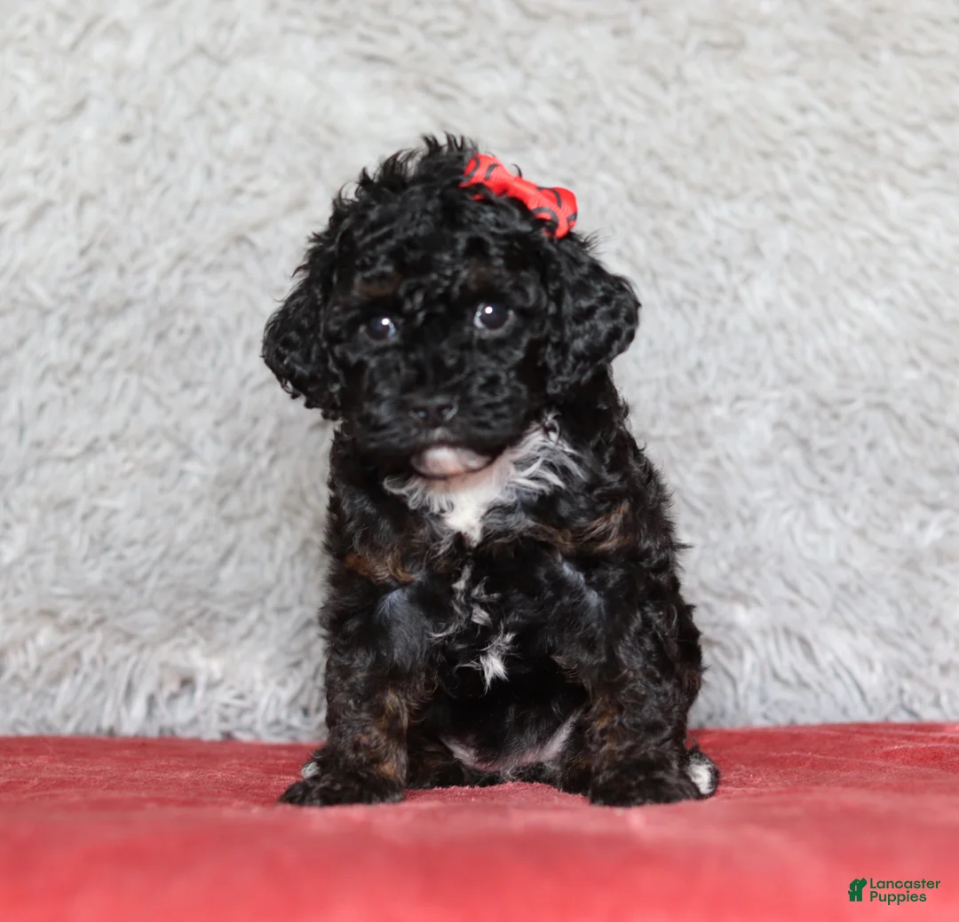 Mixed Breed dogs for sale: Ember - Ad 1