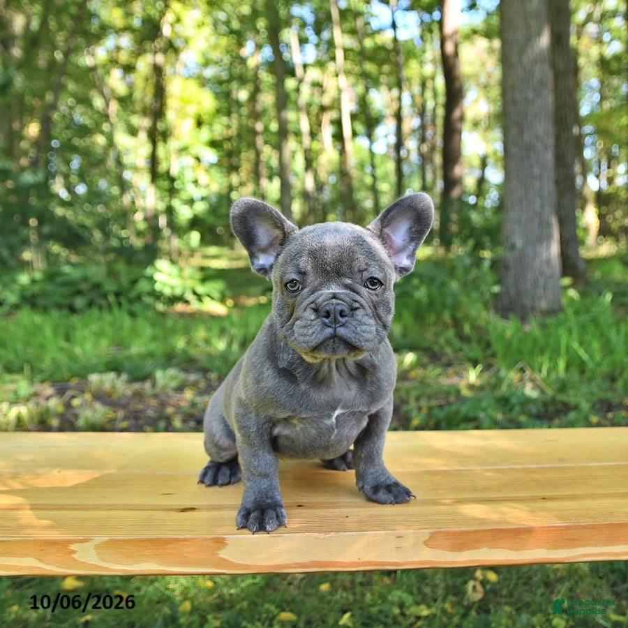 French Bulldog dogs Bailey - Ad 1