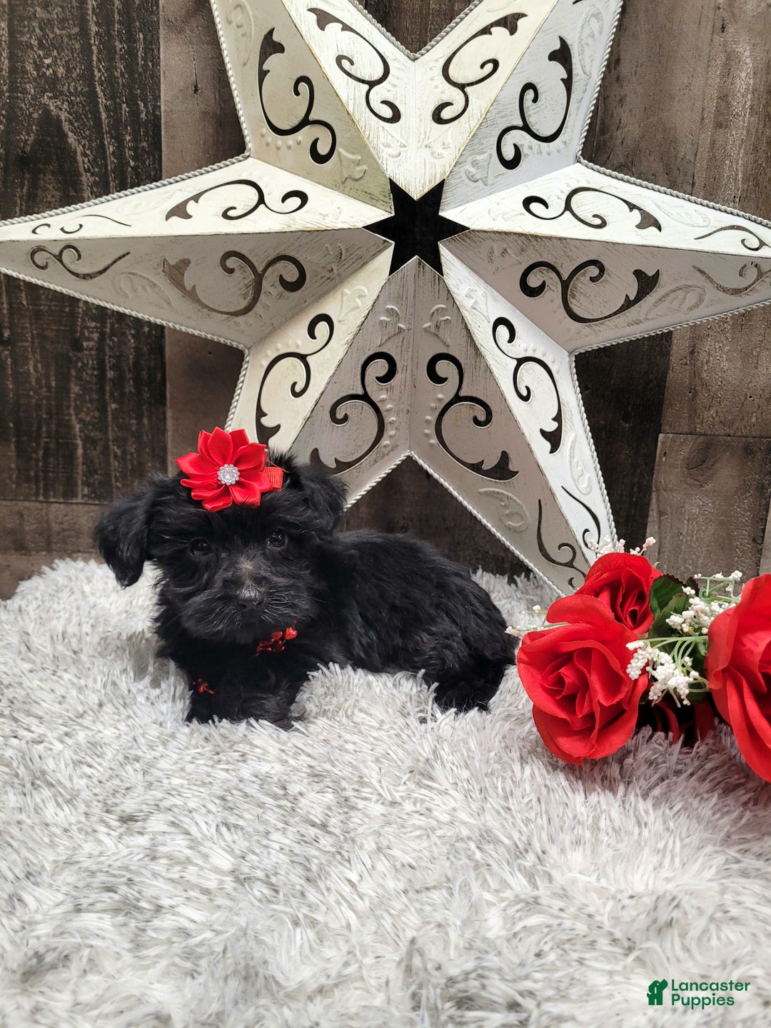 Mixed Breed dogs for sale: Cupcake - Ad 6