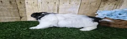 Biewer Terrier dogs for sale: Moose - Ad 6