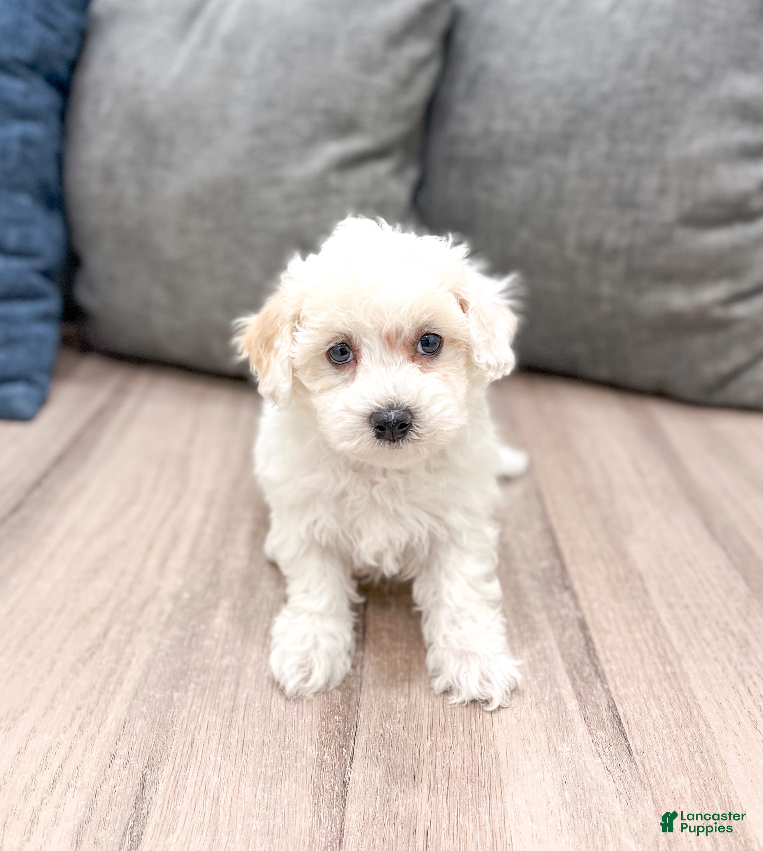 Bichpoo dogs Leo - Ad 39