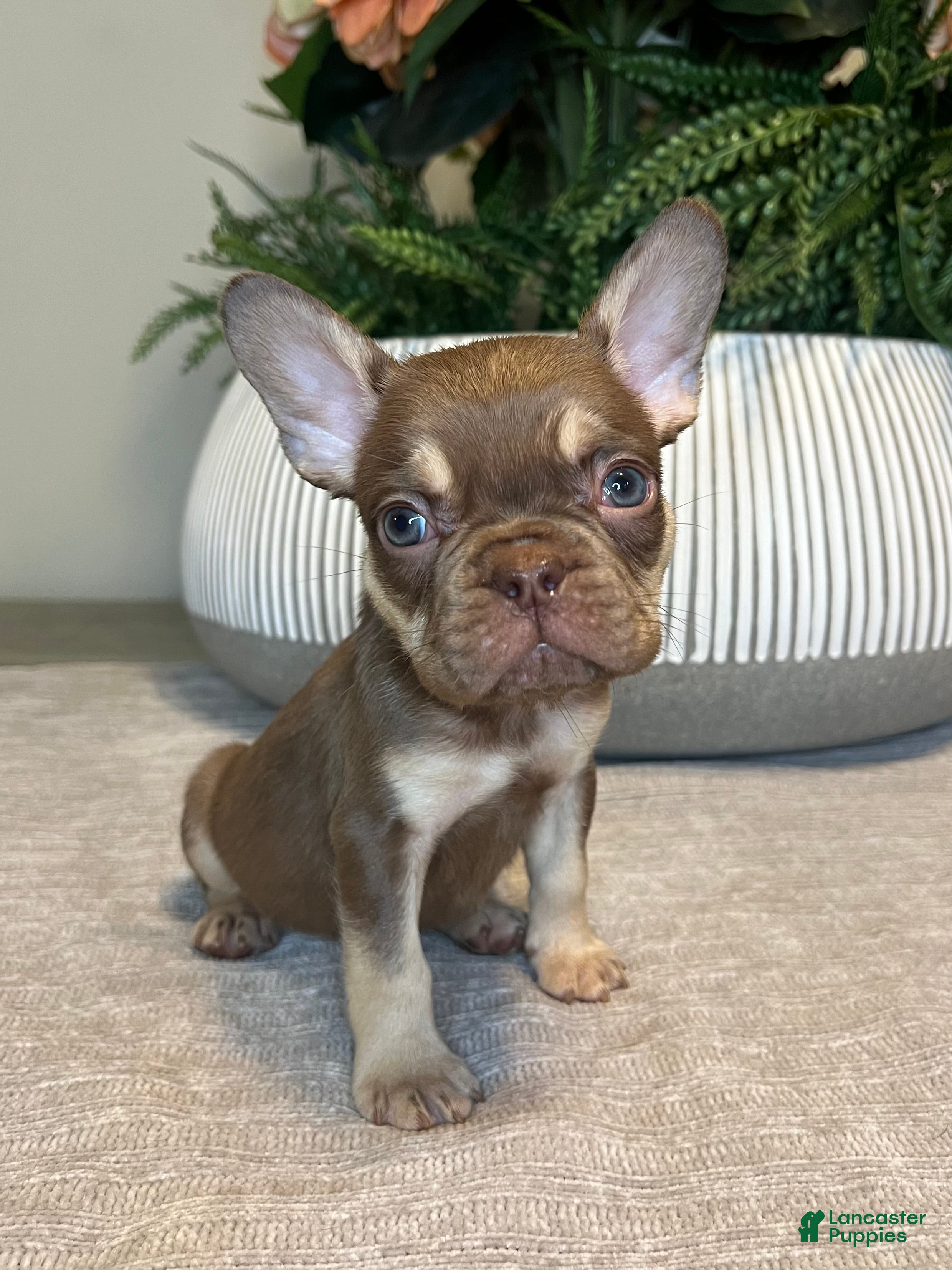 French Bulldog dogs Tucker - Ad 24