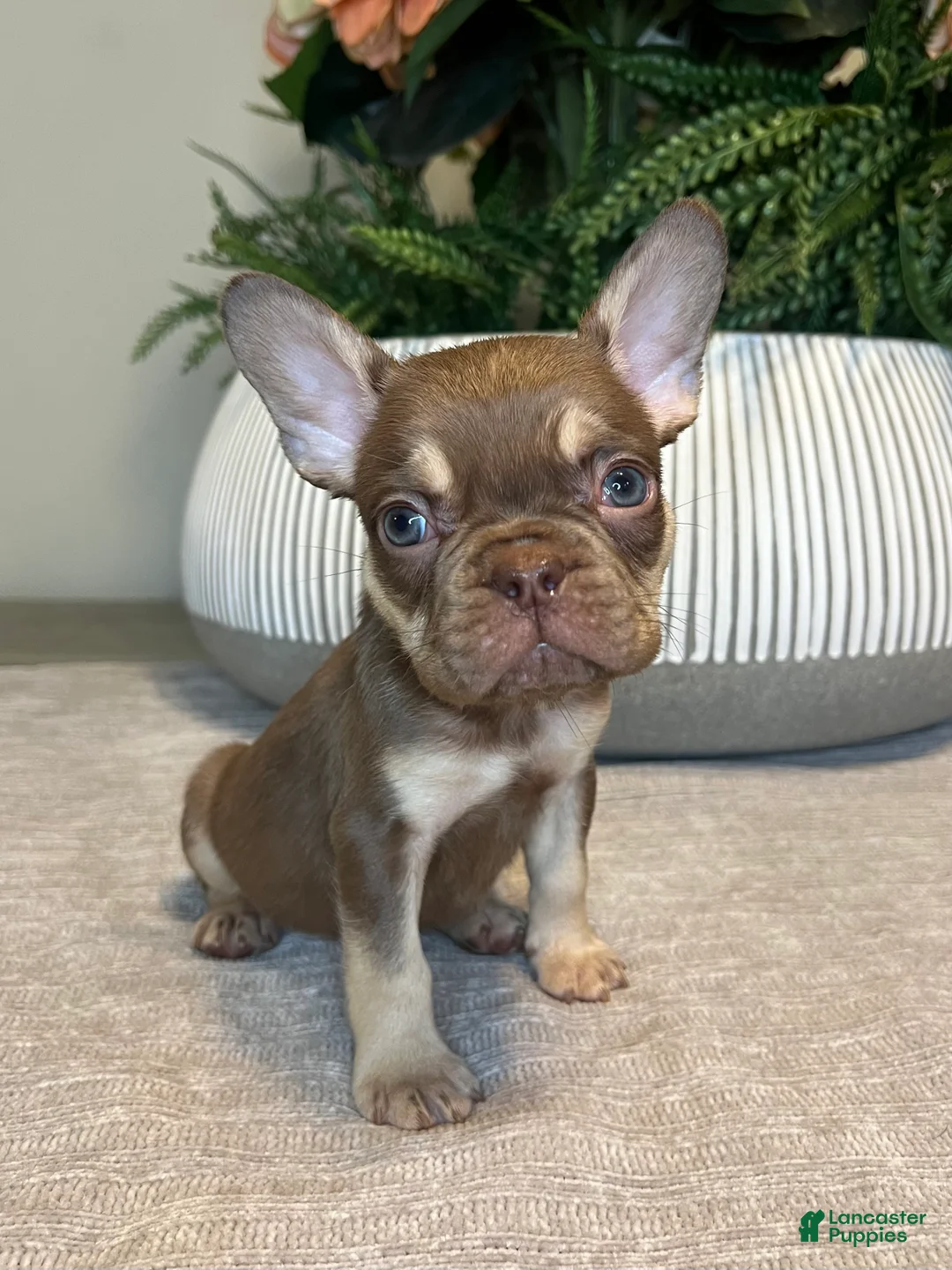 French Bulldog dogs for sale: Tucker - Ad 1