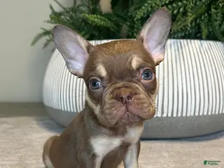 French Bulldog dogs Tucker - Ad 24