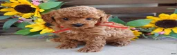 Toy Poodle dogs for sale: Preston - Ad 4