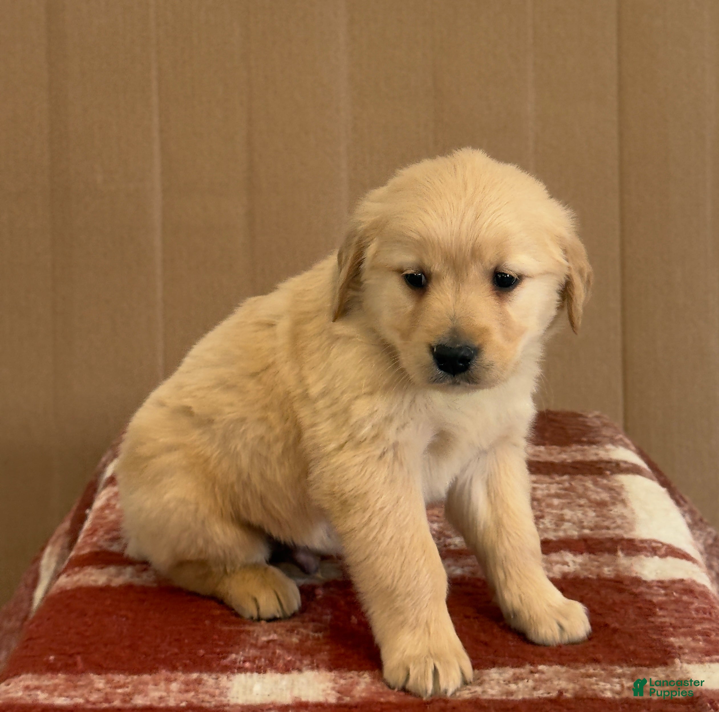 Golden Retriever dogs Teddy - Ad 2