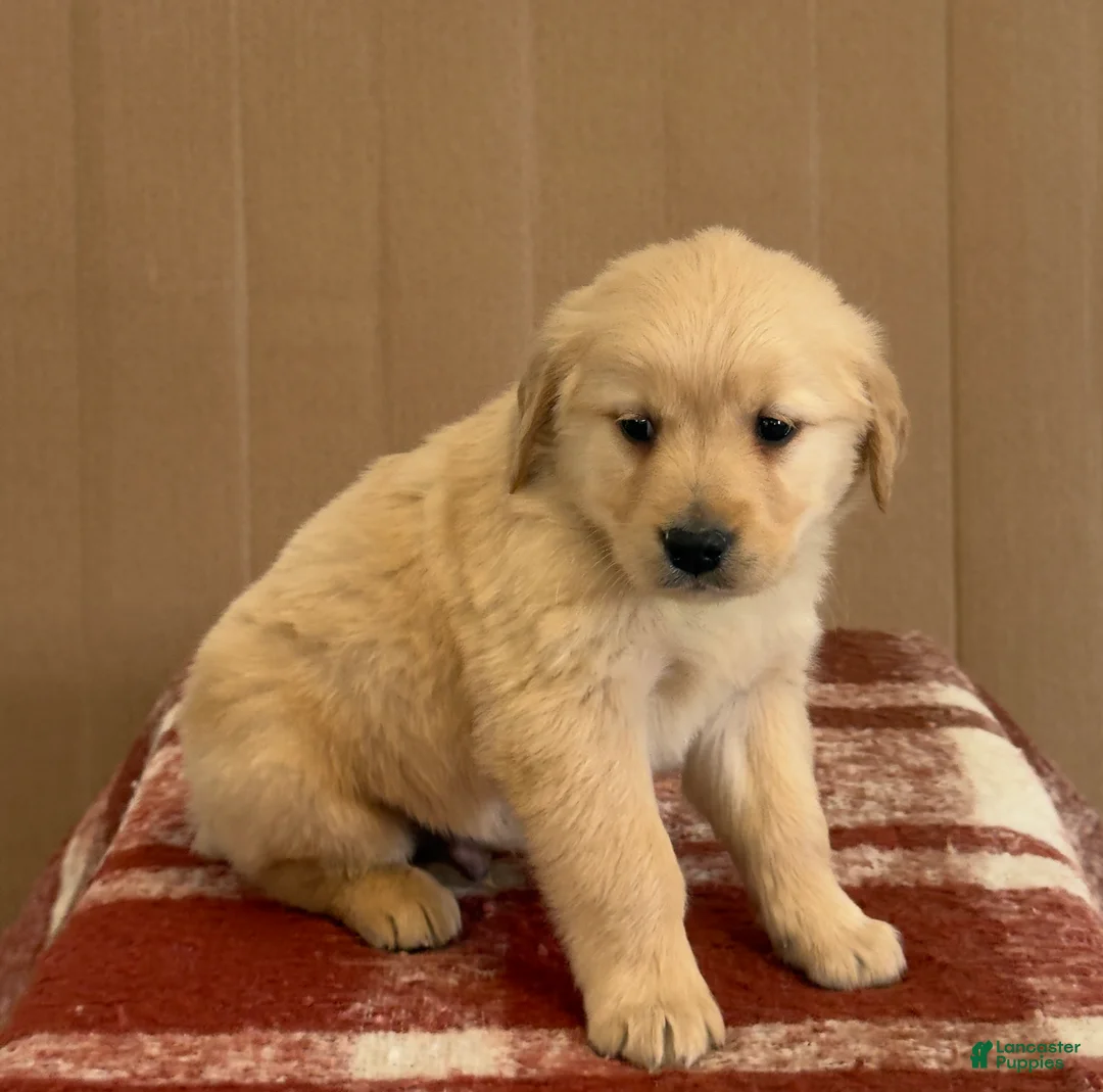 Golden Retriever dogs for sale: Teddy - Ad 2