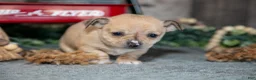 Chihuahua dogs for sale: King - Ad 3